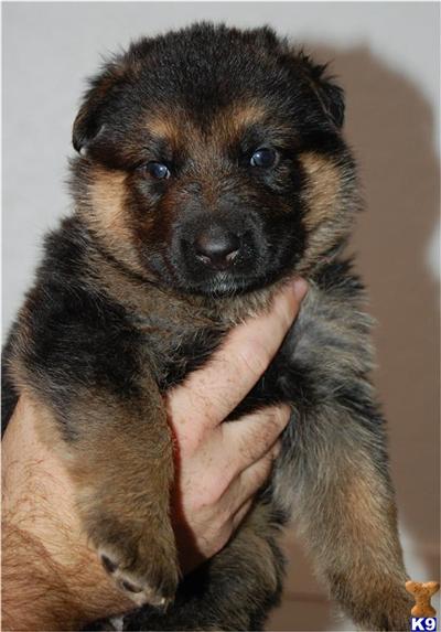 German Shepherd